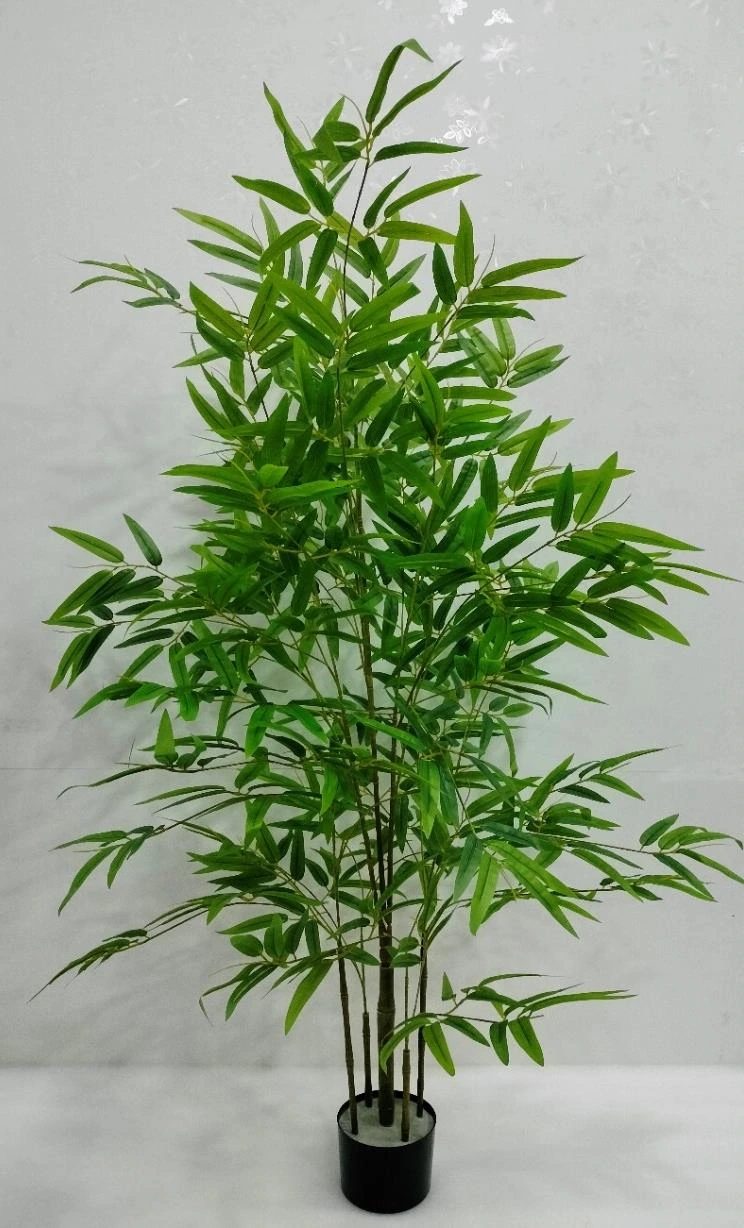 Bamboo Plant x5 150cm
